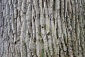 The trunk of an old oak close-up