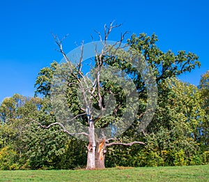 The trunk of an old oak split by lightning