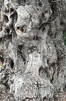 Trunk old olive tree