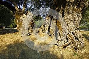 Trunk of old olive tree