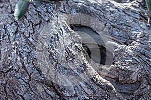 trunk of an old olive tree Natural design element. Texture of a trunk an old olive tree. Macro of a bark of olive tree. Olive wood