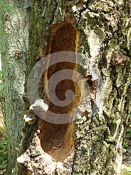 The trunk of an old rotten birch with a hollow hollowed out by a woodpecker