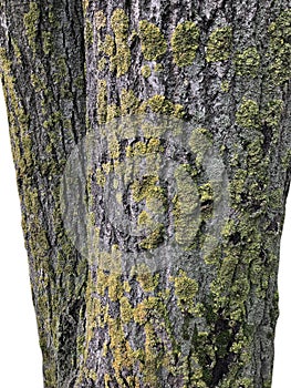 Trunk of old sick tree covered with fungus isolated on white