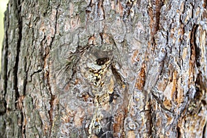 Trunk of an old thick pine tree on a sunny day