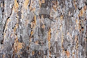 Trunk of an old thick pine tree on a sunny day