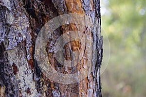 Trunk of an old thick pine tree on a sunny day