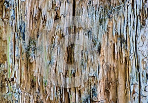 Trunk of an old tree without bark. background and texture