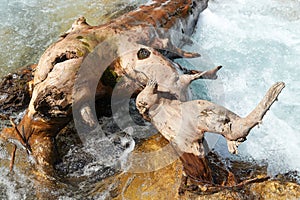 trunk of an old tree lying across the flow of river