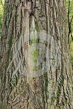 The trunk of an old tree. Russia.