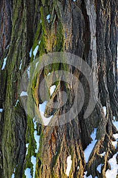 The trunk of an old tree with snow, background, texture of bark