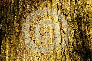 Trunk of an old tree with very interesting structure. Sunlight and shadows. Wallpaper background. Seamless texture