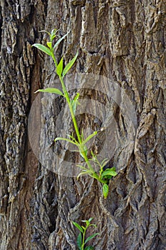 The trunk of an old willow tree with young shoots on the sides, close-up in selective focus
