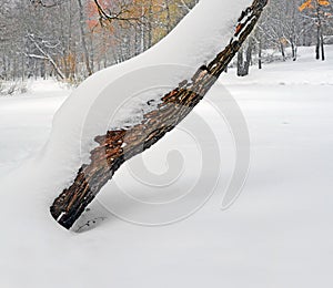 Trunk of old willow which is filled up with snow