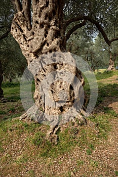 Trunk Olive Tree, Montenegro