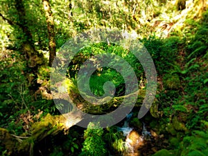 Trunk over stream with quiet waterfall in the middle of green forest