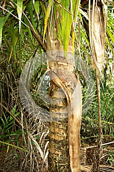 Trunk of a palm tree, Bahia, Brazil, South America photo