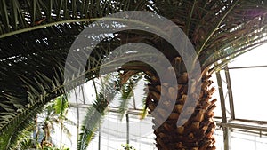 Trunk of palm tree with green leaves in greenhouse. Close - up of beautiful exotic palm tree on background of sunlight