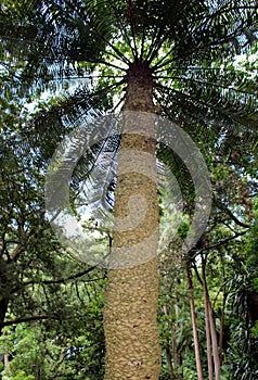 The trunk of palm tree & x28;scaly zamia& x29; in the botanical garden in Ponta Delgada. San Miguel Island