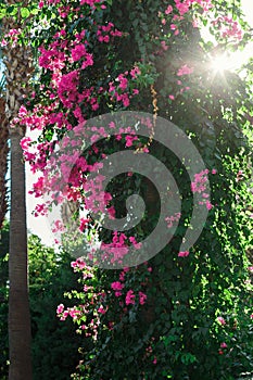 On the trunk of palm trees pink flowers of Greece