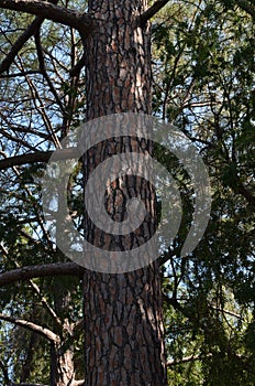 Trunk of pine tree with branches. Large very old tree in a formal garden.