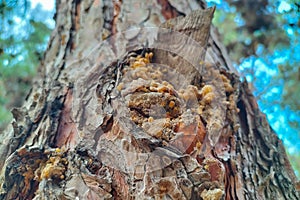 The trunk of a pine tree with a broken dry branch, resin seeped out of the damaged holes, which hardened photo