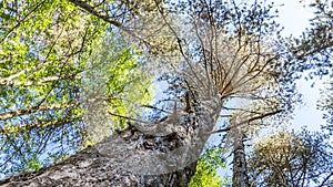 The trunk of pine tree in the forest looking up to the crown and sky, Cuprus