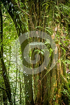 Tree trunk, Sikkim,India