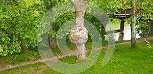 Trunk of platanaceae tree with a circular malformation