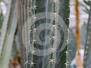 Trunk of prickly green cactus close-up.