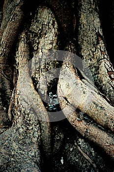 Trunk and root of bothi tree