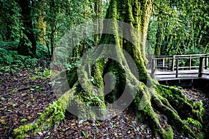 Trunk and roots of big tree covered by green moss inside tropical rainforest