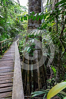 Trunk with roots of large mangrove tree in Lekki Conservation Center