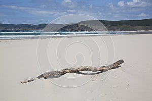 Trunk on Rostro Beach; Finisterre; Costa de la Muerte; Galicia photo