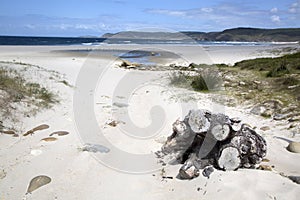 Trunk at Rostro Beach; Finisterre; Costa de la Muerte; Galicia photo