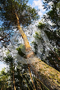 Trunk of the Scots or Scotch pine Pinus sylvestris tree growing in forest.
