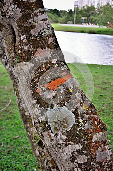 A trunk with several lichens photo