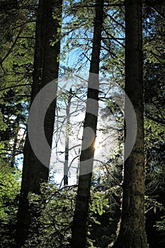 Trunk of silver fir tree in Pyrenees