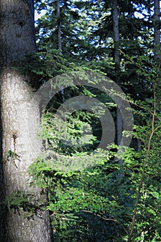 Trunk of silver fir tree in Pyrenees