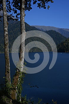 The trunk of a slender tree, against the blue water of a mountain lake surrounded by picturesque mountains.