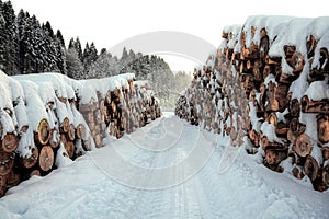 Trunk and snow