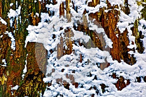 Trunk In Snow