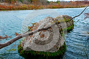 The trunk of a swamp cypress that has fallen into the river, growing in the water on the river bank. Texas, Garner State Park, USA