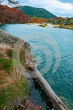 The trunk of a swamp cypress that has fallen into the river, growing in the water on the river bank. Texas, Garner State Park, USA