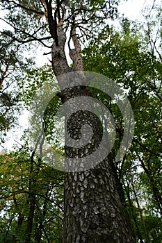 The trunk of a tall pine tree aspires upwards