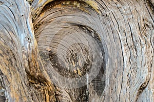 Trunk Texture Gnarled Juniper Tree