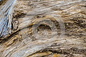 Trunk Texture Gnarled Juniper Tree