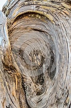 Trunk Texture Gnarled Juniper Tree