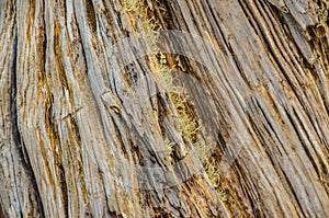 Trunk Texture Gnarled Juniper Tree