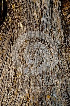 Trunk Texture Gnarled Juniper Tree