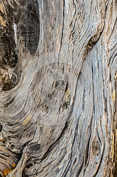 Trunk Texture Gnarled Juniper Tree